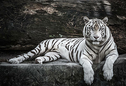 Fototapeta Tiger 1219